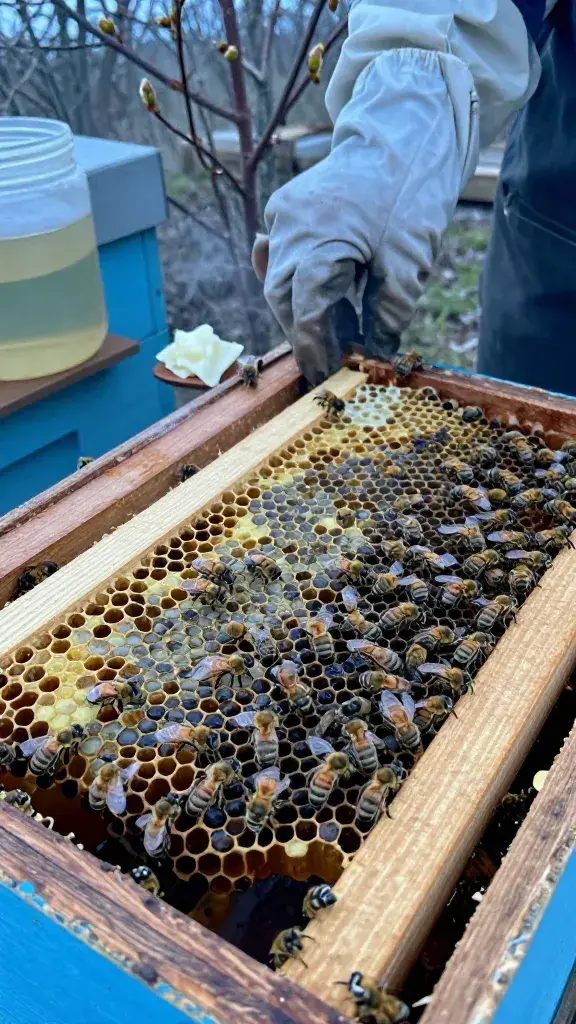 temp_1776935296434 Survive Spring: 15 Problems Beekeepers Face in Spring and How to Fix Them