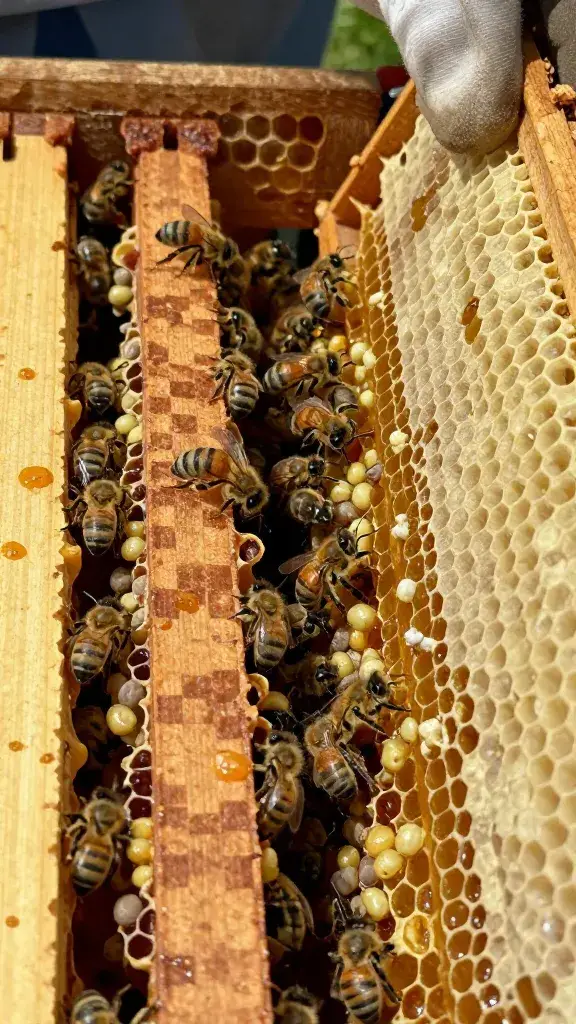 temp_1776935310925 Survive Spring: 15 Problems Beekeepers Face in Spring and How to Fix Them