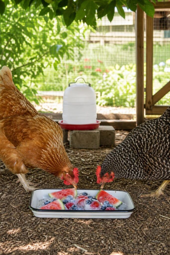 clipboard-1-683x1024 Hot Weather Chicken Care: How to Keep Your Flock Cool Above 100°F (Without Losing Hens)