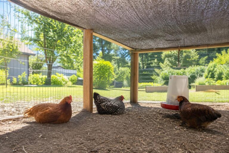 Three hens resting under shade cloth beside a shaded waterer on a hot summer day